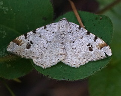 Macaria notata