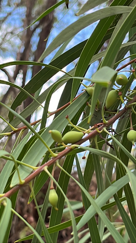 Persoonia falcata observed 2026-10-19