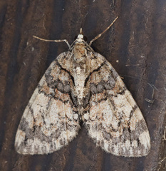 Hydriomena irata