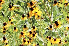 Rudbeckia amplexicaulis