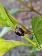 Brachyplatys punctipes