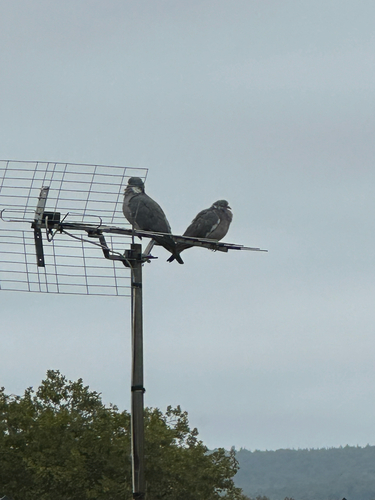 Common Wood-Pigeon