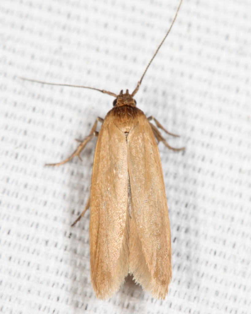 Holcocera immaculella