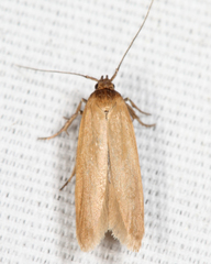 Holcocera immaculella