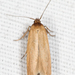 Holcocera immaculella - Photo (c) Tom Murray, some rights reserved (CC BY-NC), uploaded by Tom Murray
