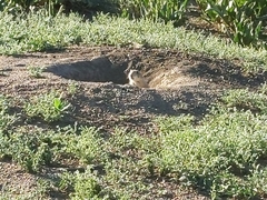 Cynomys ludovicianus