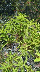 Chamaebatia australis