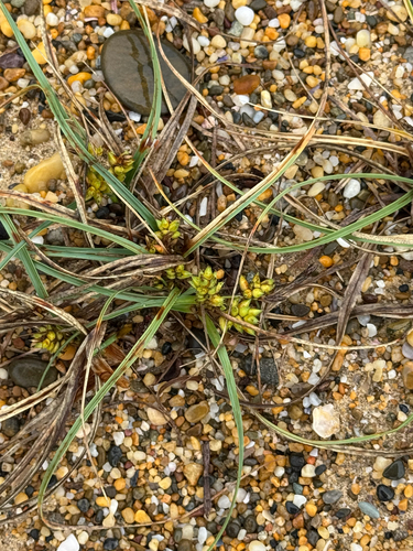 Carex pumila observed 2026-10-19