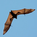 Flying Foxes - Photo (c) Michael Jefferies, some rights reserved (CC BY-NC)