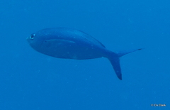 Caesio lunaris