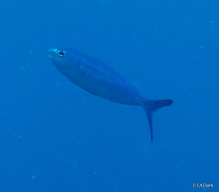 Caesio lunaris