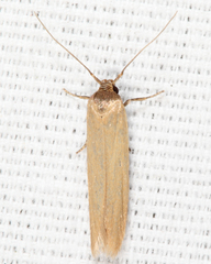 Holcocera immaculella
