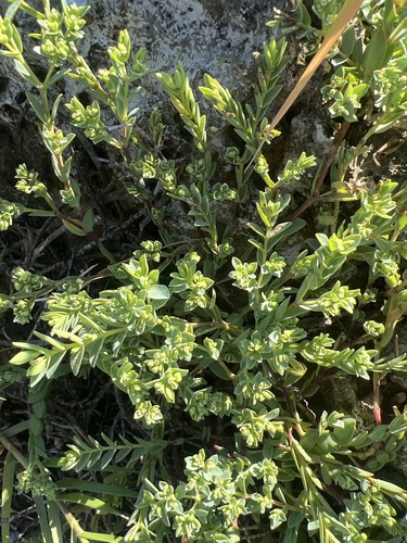Euphorbia mesembryanthemifolia, 2026-10-19