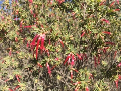 Styphelia triflora