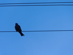 Ictinia mississippiensis