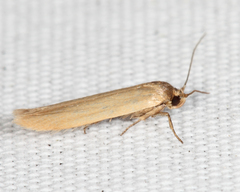 Holcocera immaculella