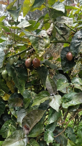 Solanum betaceum observed 2026-10-19