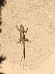 Sceloporus occidentalis