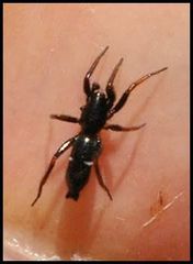Sergiolus unimaculatus