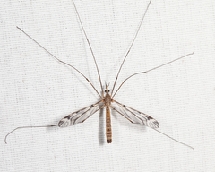 Tipula trivittata