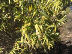 Styphelia triflora