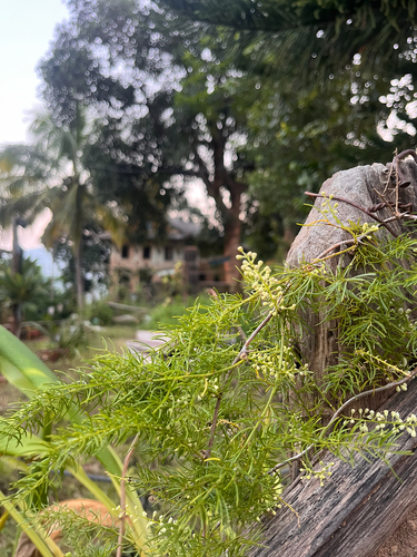 Asparagus racemosus observed 2026-10-19