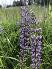 Lupinus oreganus