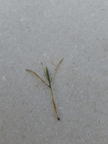Potamogeton berchtoldii, 2026-10-19