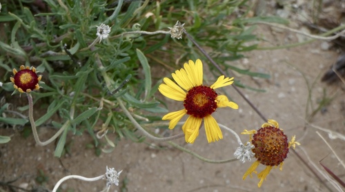 Red Dome Blanketflower