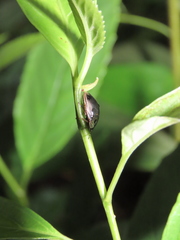 Brachyplatys punctipes