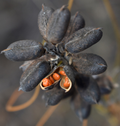 Crotalaria goreensis observed 2026-08-18