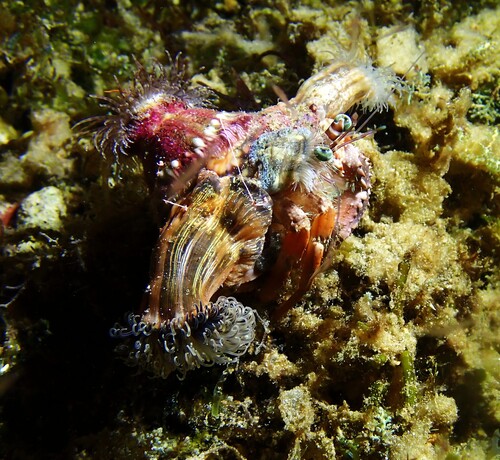 Dardanus pedunculatus observed 2026-10-15