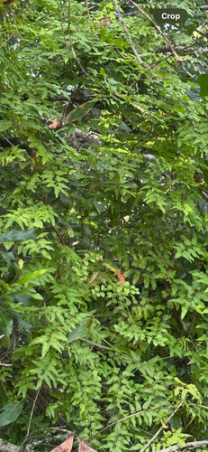 Lygodium microphyllum observed 2026-10-19