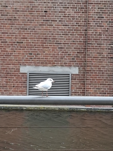 Black-headed Gull