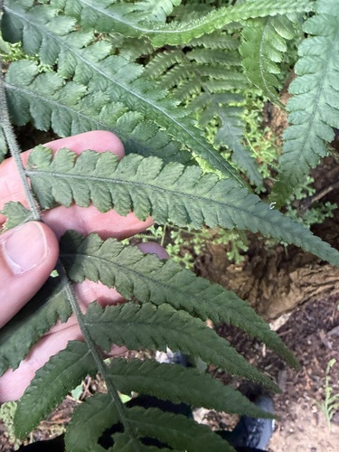 Deparia petersenii observed 2026-10-19