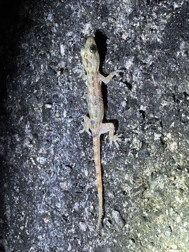 Hemidactylus garnotii observed 2026-10-19