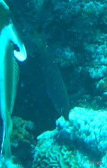 Pseudocheilinus hexataenia