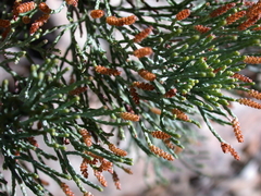 Callitris glaucophylla