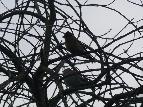 Brambling