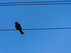 Ictinia mississippiensis