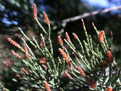 Callitris glaucophylla