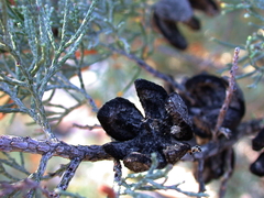 Callitris glaucophylla