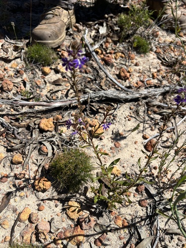 Scaevola glandulifera, 2026-10-12
