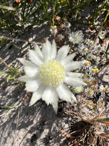 Actinotus leucocephalus, 2026-10-12