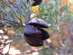 Callitris glaucophylla