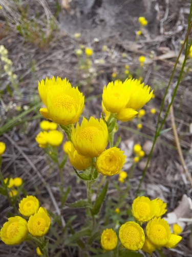 Rhodanthe citrina observed 2026-10-19