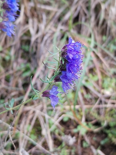 Hyssop