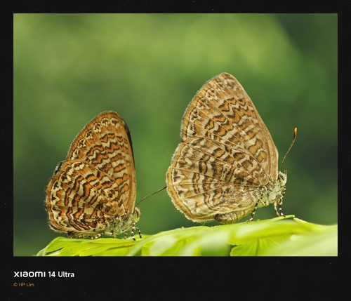 Poritia sumatrae