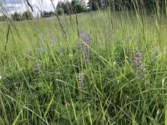 Lupinus oreganus