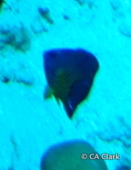 Centropyge bispinosa